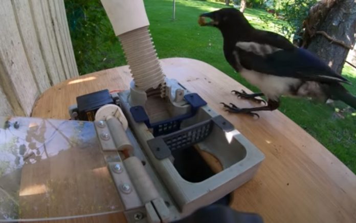 Ave descobre em segundos como conseguir comida com uma carica Ave descobre em segundos como conseguir comida com uma carica