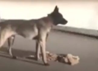 Cão arrasta gato atropelado para fora da estrada e tenta acordá-lo