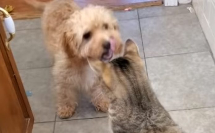 Cão é agredido por gato e vai buscar cadela mais velha para o defender Cão é agredido por gato e vai buscar cadela mais velha para o defender