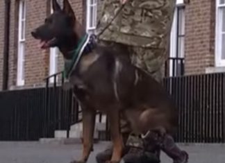 Cão recebe medalha de mérito por ter dado tudo para defender militares britânicos