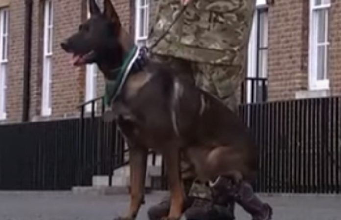 Cão recebe medalha de mérito por ter dado tudo para defender militares britânicos