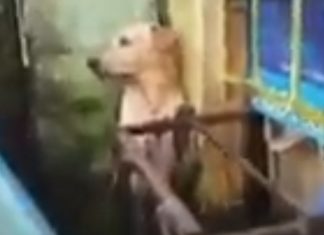 Cão resgatado de enchente pela Marinha é mascote na internet