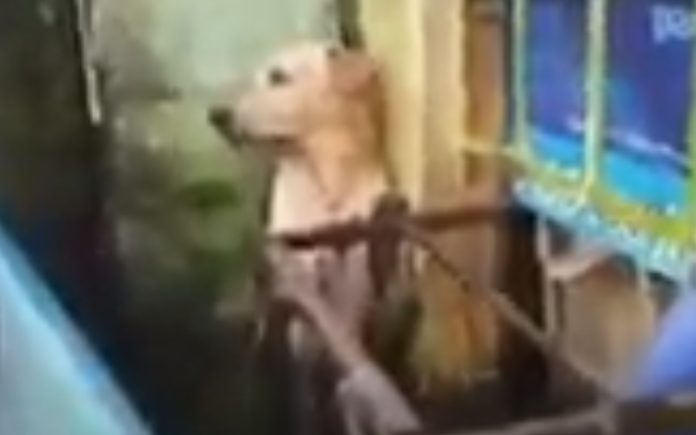 Cão resgatado de enchente pela Marinha é mascote na internet