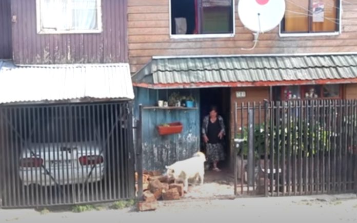 Cãozinho ajuda idosos a carregarem lenha para o interior da casa Cãozinho ajuda idosos a carregarem lenha para o interior da casa