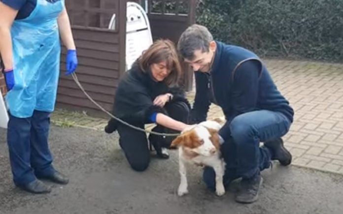 Donos encontram cadelinha 6 anos depois de ter sido roubada