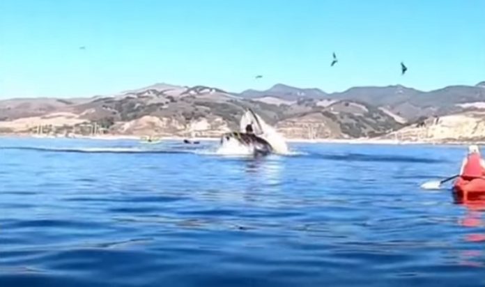 Duas mulheres escaparam por milímetros de serem engolidas por baleia Duas mulheres escaparam por milímetros de serem engolidas por baleia