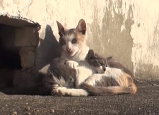 Gata de rua protege a sua cria deficiente e não a abandona por nada