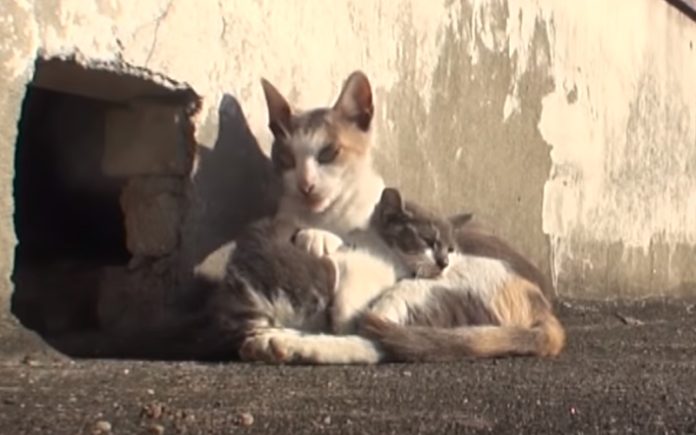 Gata de rua protege a sua cria deficiente e não a abandona por nada Gata de rua protege a sua cria deficiente e não a abandona por nada