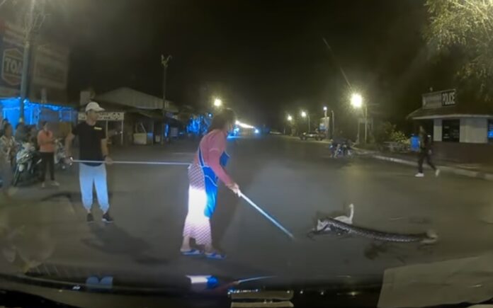 gatinho é atacado por uma cobra no meio da rua e é salvo por populares Gatinho é atacado por uma cobra no meio da rua e é salvo por populares