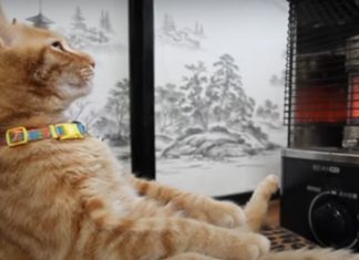 Gato senta-se à frente de aquecedor e passa um bom tempo relaxado