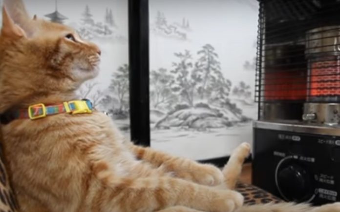 Gato senta-se à frente de aquecedor e passa um bom tempo relaxado