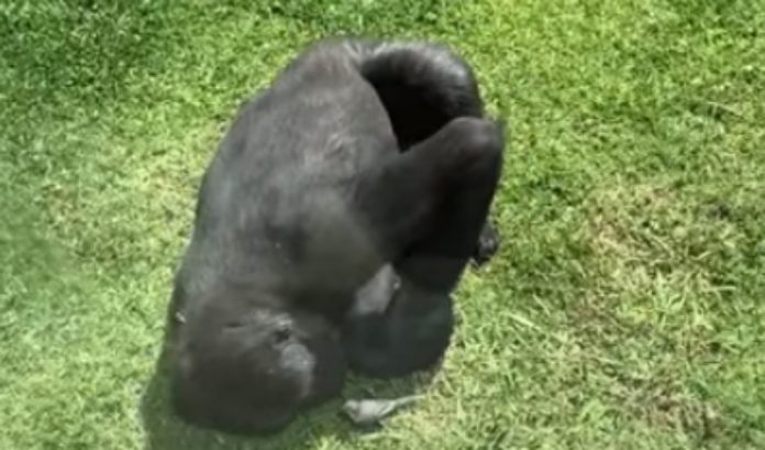 Gorila encontra pássaro ferido e tenta ajudá-lo a voar Gorila encontra pássaro ferido e tenta ajudá-lo a voar