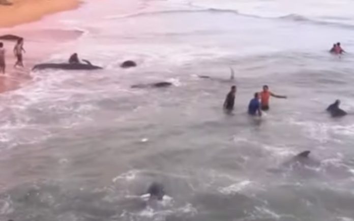 Grupos de resgate salvam 100 baleias que ficaram presas numa praia Grupos de resgate salvam 100 baleias que ficaram presas numa praia
