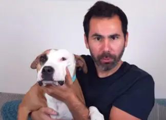 Guilherme Duarte faz vídeo de resposta a Miguel Sousa Tavares sobre raças de cães perigosas