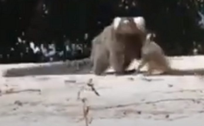 Homem ajuda pequeno macaco-esquilo a reencontrar a mãe Homem ajuda pequeno macaco-esquilo a reencontrar a mãe