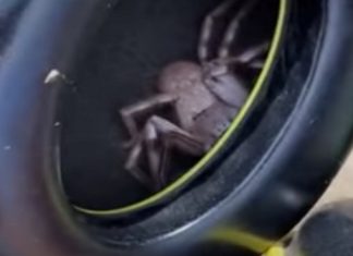 Homem descobre aranha gigante escondida nos auscultadores