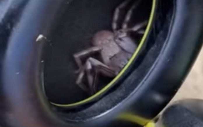 Homem descobre aranha gigante escondida nos auscultadores Homem descobre aranha gigante escondida nos auscultadores