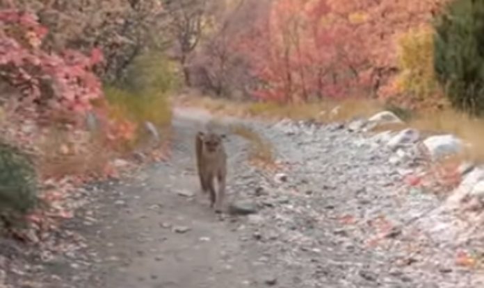 Homem é perseguido por um Puma durante uma caminhada Homem é perseguido por um Puma durante uma caminhada