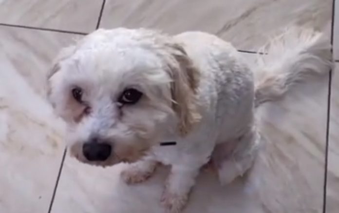 Mulher perde auriculares e começa a ouvir música da barriga do seu cão