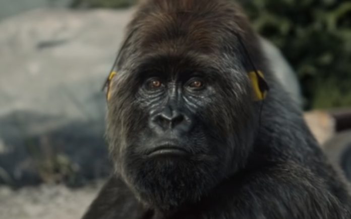 PETA faz vídeo para terminar com gorilas nos zoológicos PETA faz vídeo para terminar com gorilas nos zoológicos