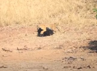 Tigre-de-Bengala e Urso-Beiçudo têm verdadeira batalha de titãs