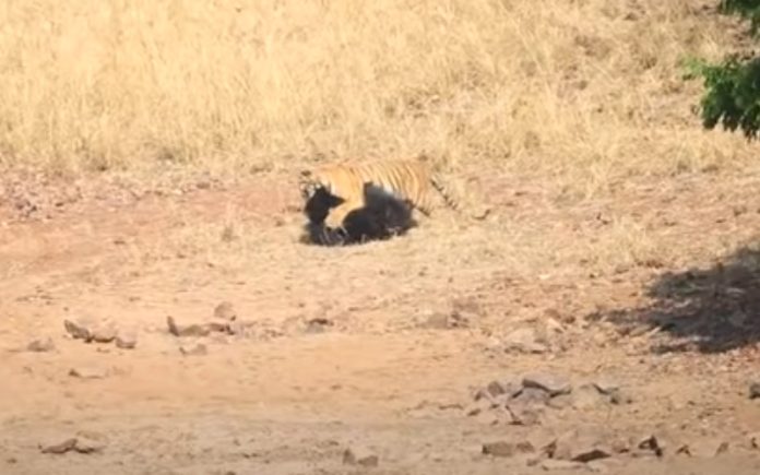 Tigre-de-Bengala e Urso-Beiçudo têm verdadeira batalha de titãs Tigre-de-Bengala e Urso-Beiçudo têm verdadeira batalha de titãs
