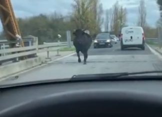 Vaca foge e passeia-se pela nacional no Ribatejo