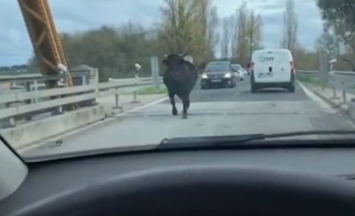 Vaca foge e passeia-se pela nacional no Ribatejo