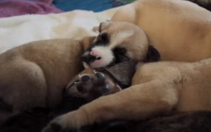 10 cachorrinhos estão à procura de família depois de terem ficado órfãos 10 cachorrinhos estão à procura de família depois de terem ficado órfãos