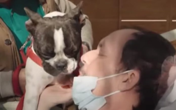 Cadela visita o seu dono todos os dias depois que ele saiu da UTI