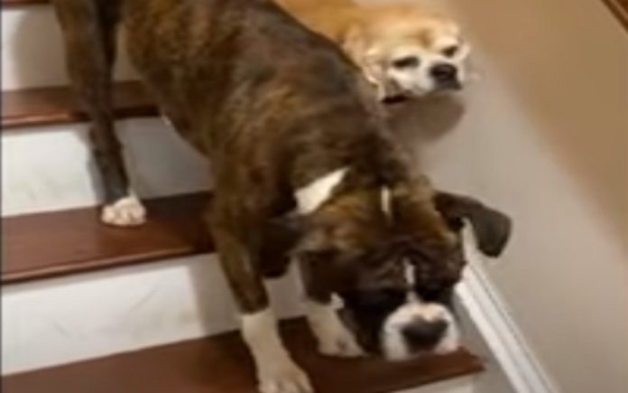 Cão ajuda cãozinho cego a descer as escadas Cão ajuda cãozinho cego a descer as escadas