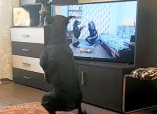 Cão mantém-se em forma com programa de exercícios na TV