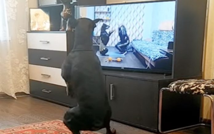 Cão mantém-se em forma com programa de exercícios na TV Cão mantém-se em forma com programa de exercícios na TV
