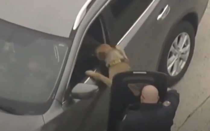 Cão polícia resolve conflito com ladrão de carro em apenas 10 segundos Cão polícia resolve conflito com ladrão de carro em apenas 10 segundos