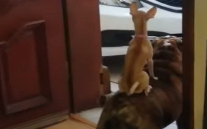 Dois cães são a versão mais recente de Timão e Pumba, do Rei Leão Dois cães são a versão mais recente de Timão e Pumba, do Rei Leão