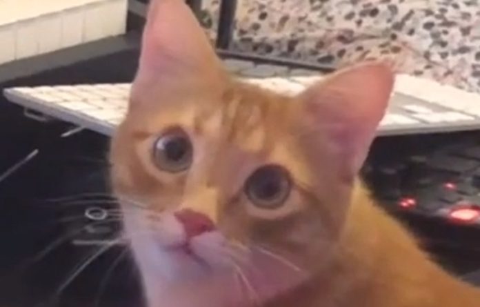 Gatinho aproveita que está sozinho para fazer música