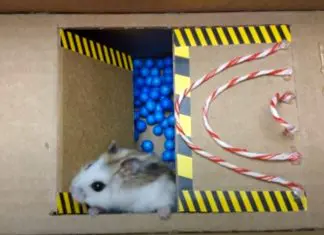 Hamster passa por vários obstáculos para conseguir sair da «prisão» Hamster passa por vários obstáculos para conseguir sair da «prisão»