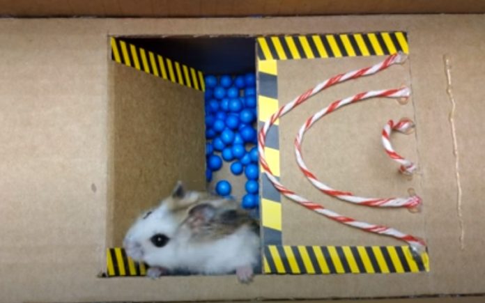 Hamster passa por vários obstáculos para conseguir sair da «prisão» Hamster passa por vários obstáculos para conseguir sair da «prisão»