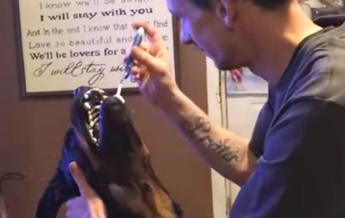 Homem passa um cabo dos trabalhos para escovar dentes de rottweiler Homem passa um cabo dos trabalhos para escovar dentes de rottweiler