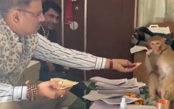 Macaco amputado tem uma ligação muito especial com homem que o salvou