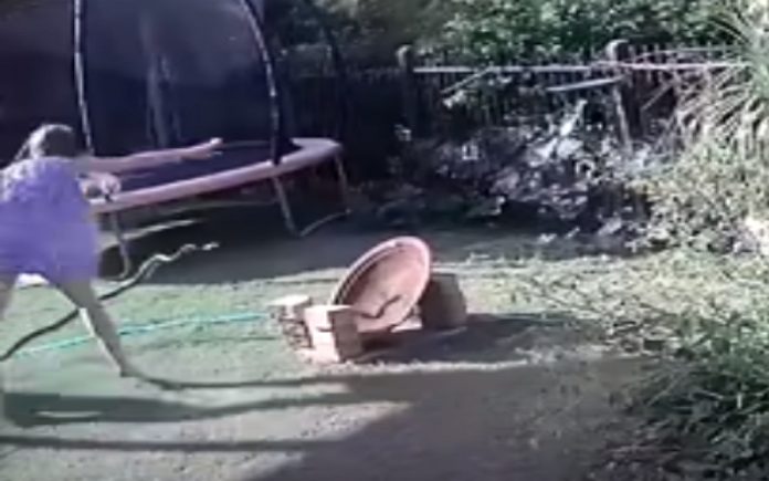 Mulher corajosa salva cão que estava a ser atacado por píton