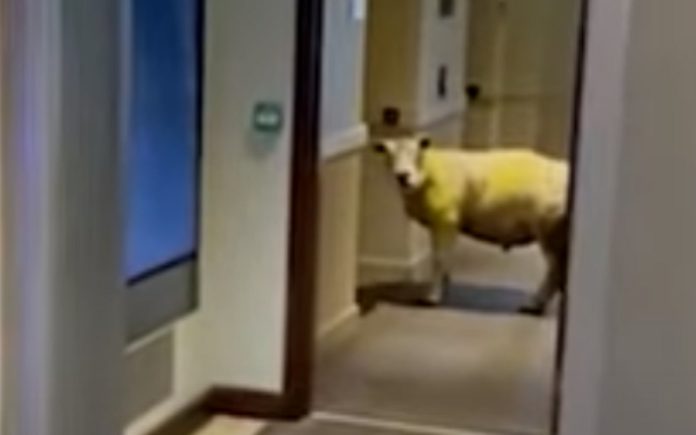 Ovelha fica à espera de elevador em Hotel no País de Gales Ovelha fica à espera de elevador em Hotel no País de Gales