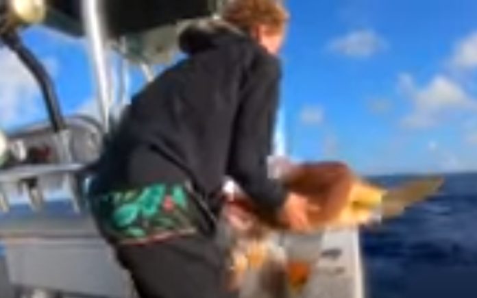 Pescadores conseguem salvar tartaruga de ataque de tubarão