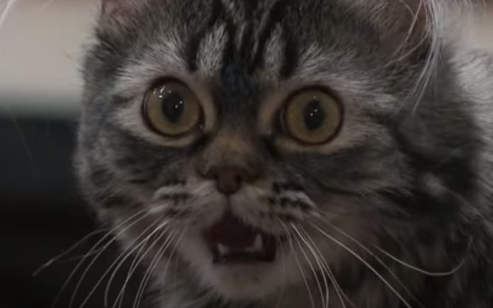 Projeto de alunos ajuda gata com coluna torta a voltar a andar Projeto de alunos ajuda gata com coluna torta a voltar a andar