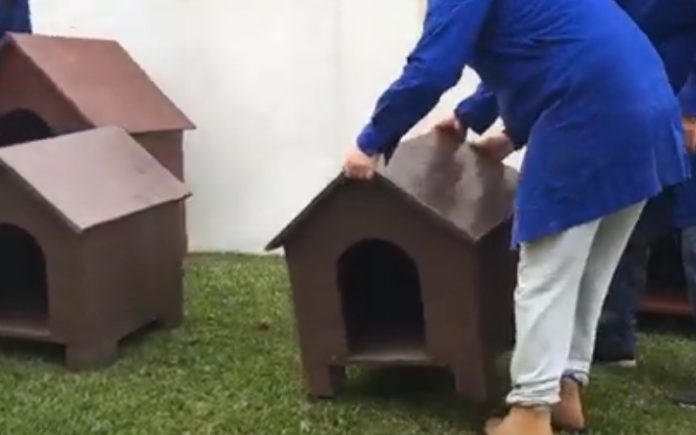 Reclusos de Viana do Castelo constroem abrigos para os animais de rua neste inverno Reclusos de Viana do Castelo constroem abrigos para os animais de rua neste inverno