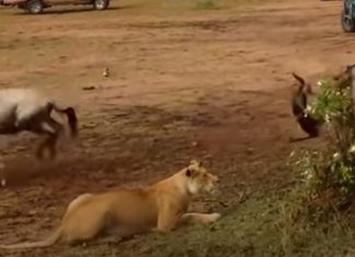 Vídeo mostra diferença entre leoa e leão na hora da caça