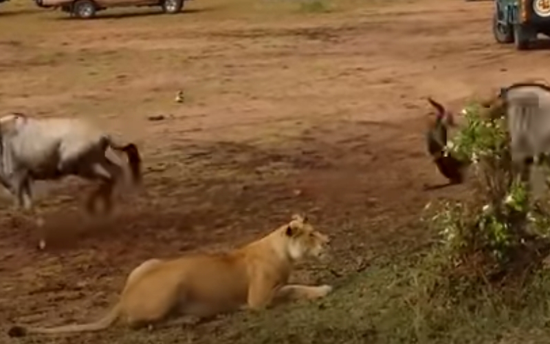 Vídeo mostra diferença entre leoa e leão na hora da caça | Raposa Pop