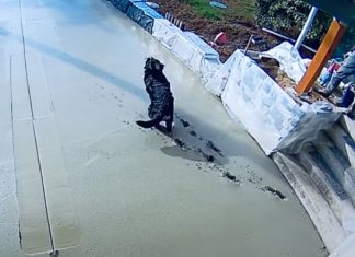 Cão corre em cima de cimento fresco e deixa o seu rastro