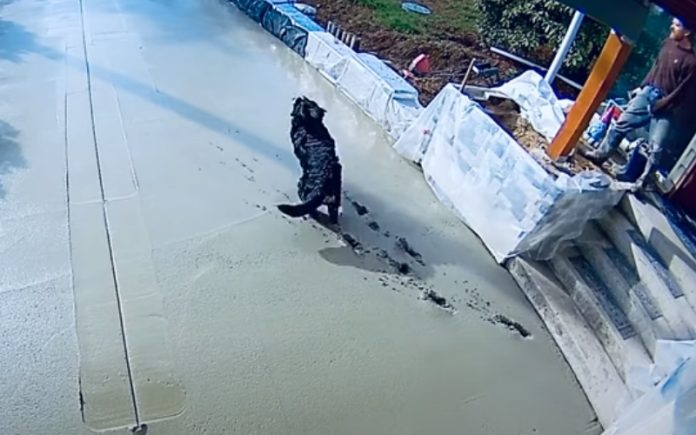 Cão corre em cima de cimento fresco e deixa o seu rastro