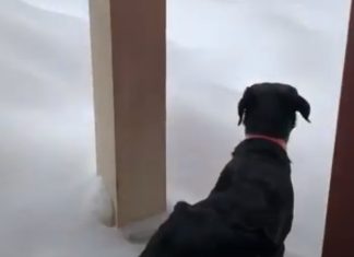 Cão «desaparece» ao tentar andar sobre neve